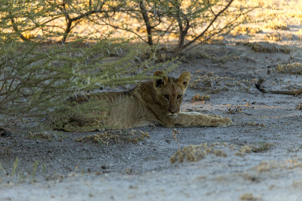 15.03. Morning Drive: Löwen (Panthera leo)