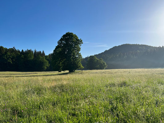 04.06. Tekavča ograda farm, Grahovo