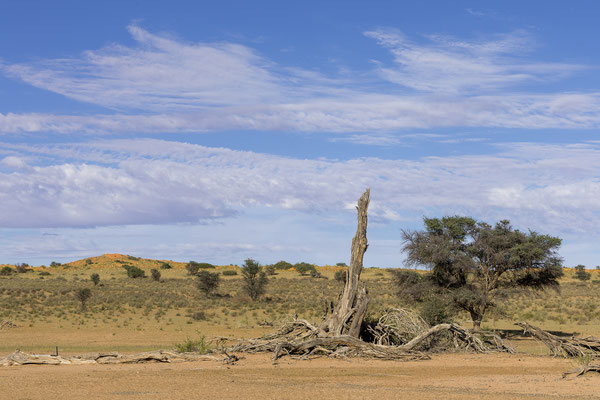 04.03. Morning Game Drive im Aoub Tal