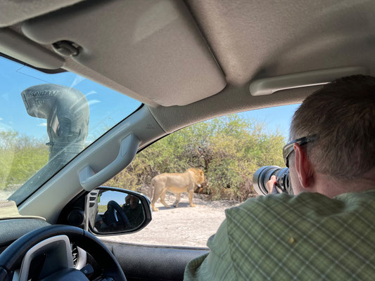 13.03. Löwen (Panthera leo)