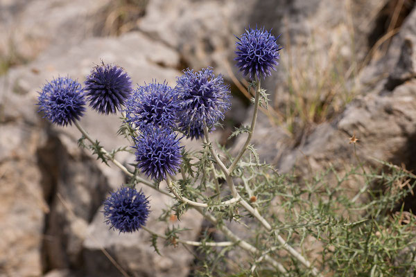 8.9. Lovćen Nationalpark, Kugeldistel (Echinops ritro)