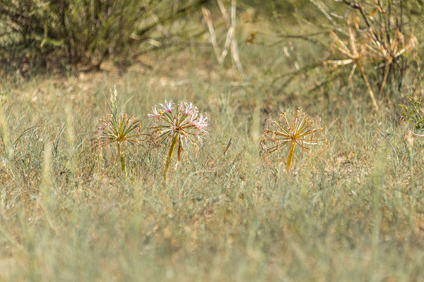 04.03. Morning Game Drive im Aoub Tal