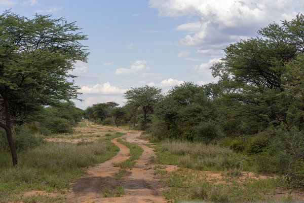 25.03. Waterberg Wilderness: Rhino Drive