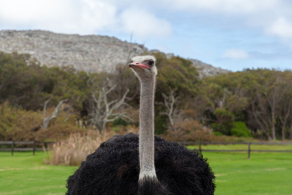 02.03. Cape Point Ostrich Farm