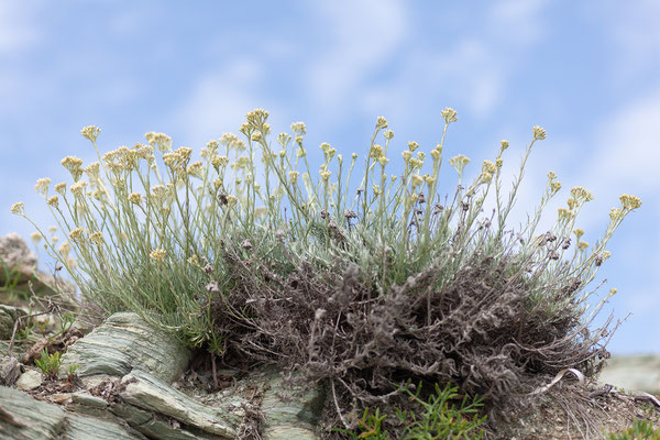 29.05. Barcaggio, Helichrysum italicum - Immortelle