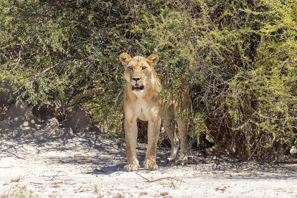 13.03. Löwen (Panthera leo)