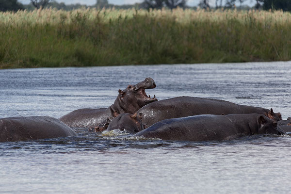 27.4. Mavunje - Bootstour; Flusspferde - Hippopotamus amphibius