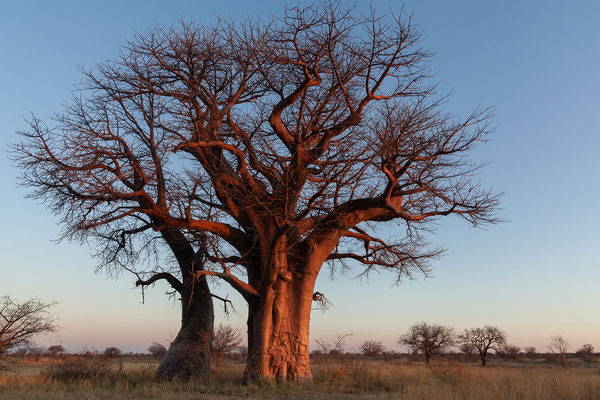21.09. Baines Baobab, Campsite 02