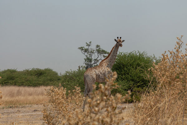 7.10. Moremi GR - unterwegs nach 3rd Bridge: Giraffe (Giraffa camelopardalis)