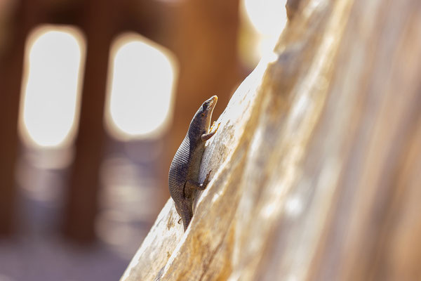 04.03. Frühstückspause auf der Kamqua Picnic Site: Mabuya sp.