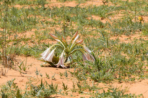 07.03. African swamp lily (Crinum crassicaule)