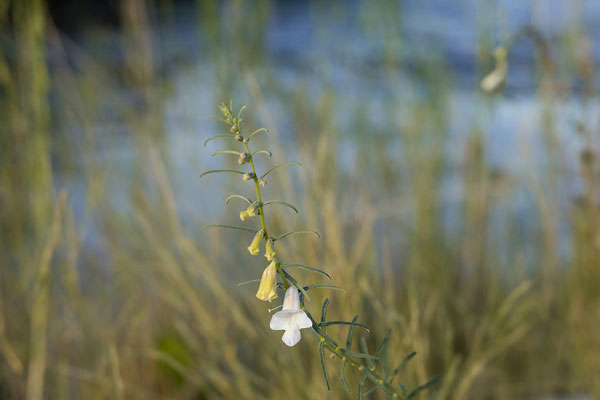 21.03. Sunset Cruise: Popa Falls (Sesamum sp.)