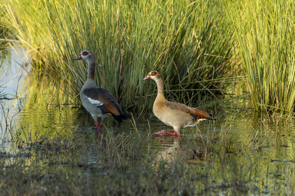 22.03. Bwabwata NP: Egyptian goose (Alopochen aegyptiaca)