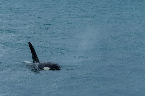 Orcas (Orcinus orca)