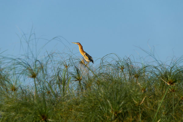 20.03. Morning Cruise: Little bittern (Botaurus minutus)