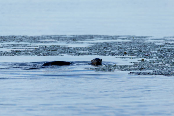 20.03. User Highlight der Bootsfahrt: ein Otter (African clawless otter - Aonyx capensis)