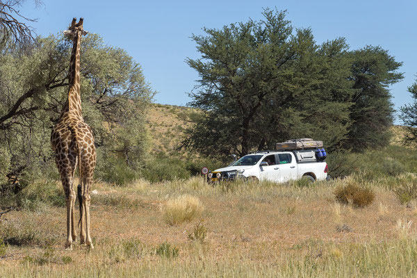 05.03. Morning Drive in Richtung Twee Rivieren: kurz vor Auchterlonie treffen wir auf Susanne und Andreas, die noch einmal im KTC übernachtet hatten.