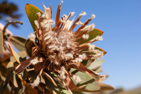 01.02. Cedernberge (Protea sp.)