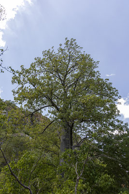 19.03. Tsodilo Hills: Baobab (Adansonia digitata) 