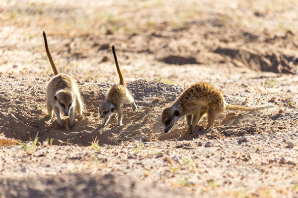 05.03. Morning Drive in Richtung Twee Rivieren: Erdmännchen (Suricata suricata)