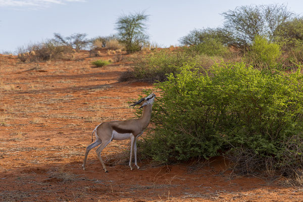 02.03. Bagatelle Kalahari Game Ranch: Springbock (Antidorcas marsupialis)