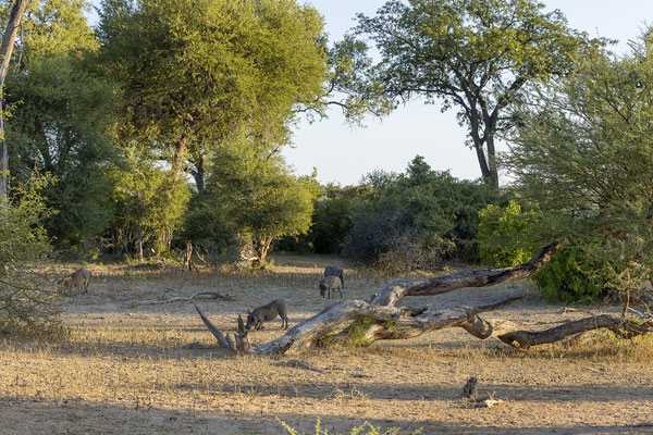 22.03. Bwabwata NP: Warzenschwein (Phacochoerus africanus)