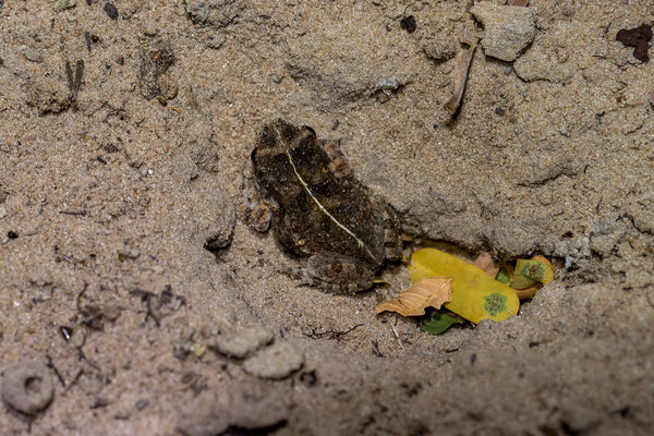 23.03. Auch tierische Besucher dürfen wir auf unserer CS willkommen heissen: Bufo/Sclerophrys sp.
