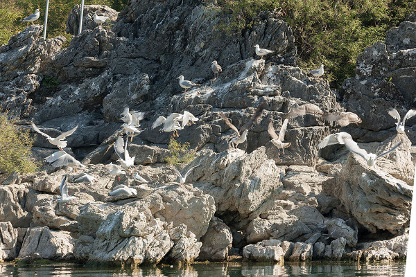 16.9. Bootsfahrt am Skadarsko Jezero