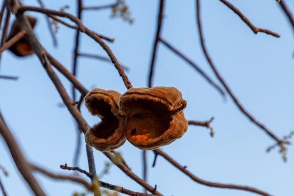 25.09. Kubu Island: African Chestnut (Sterculia africana)