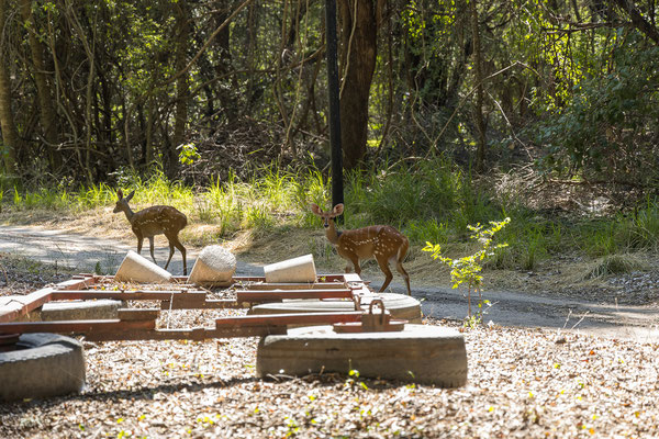 20.03. Schirrantilopen (Tragelaphus scritus) sind rund um unsere Campsite unterwegs.