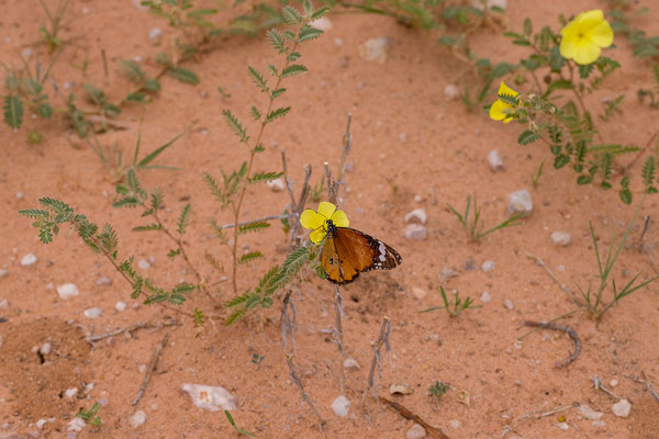 03.03. Vom Red Dune Camp zum KTP: African Monarch (Danaus chrysippus)