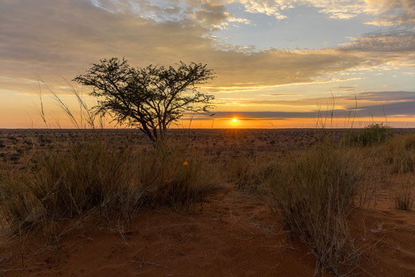 03.03. Red Dune Camp: der Sonnenaufgang ist ebenso malerisch wie es der Untergang war!