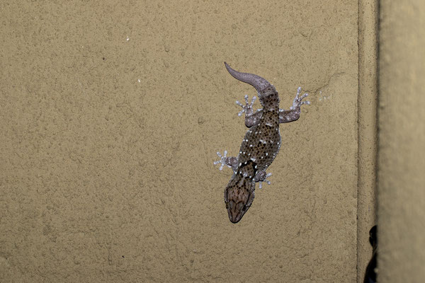 23.03. Hakusembe River Lodge, Campsite #4: Turner's thick-toed gecko (Chondrodactylus turneri)