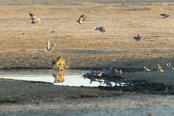 07.03. Schabrackenschakale (Canis mesomelas) bei der Jagd.