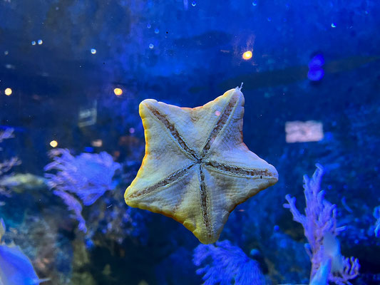 Océanarium Le Croisic