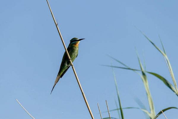 19.03. Bootstour: Blue-cheeked bee-eater (Merops persicus)