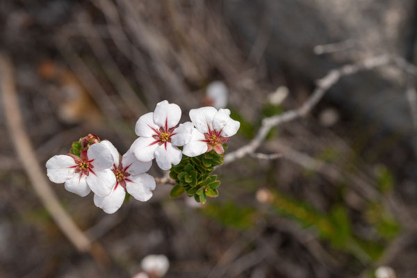 16.10. Cape Peninsula: Adeandra uniflora