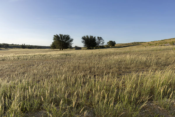 04.03. Evening Drive