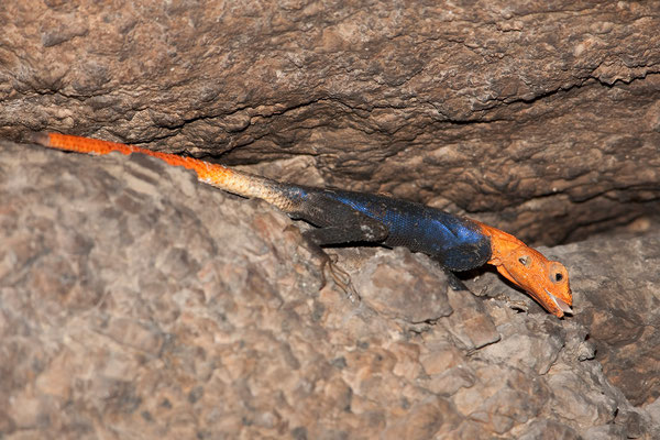 22.2. Namibische Felsenagame, Männchen (Agama planiceps planiceps)