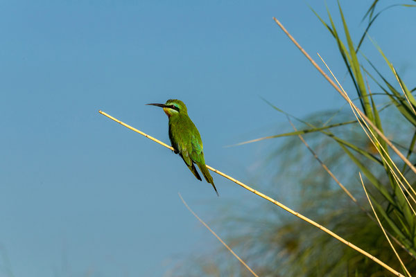 20.03. Morning Cruise: Little bee-eater (Merops pusillus)