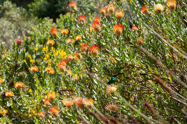 21.10. Old Nectar Gardens: Sunbird
