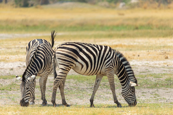 9.10. Moremi GR: Zebra (Equus burchelli)