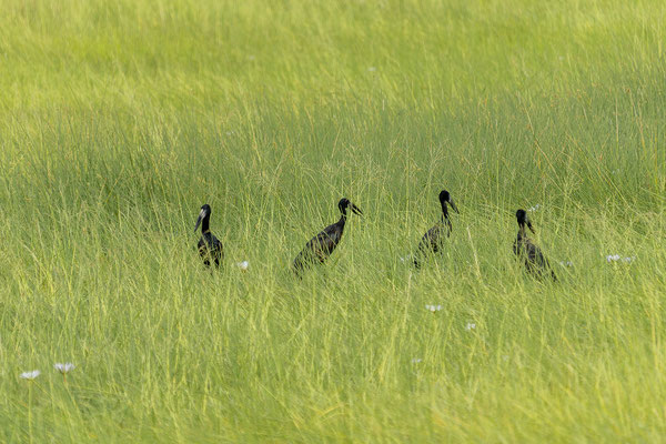 24.03. African openbill (Anastomus lamelligerus)