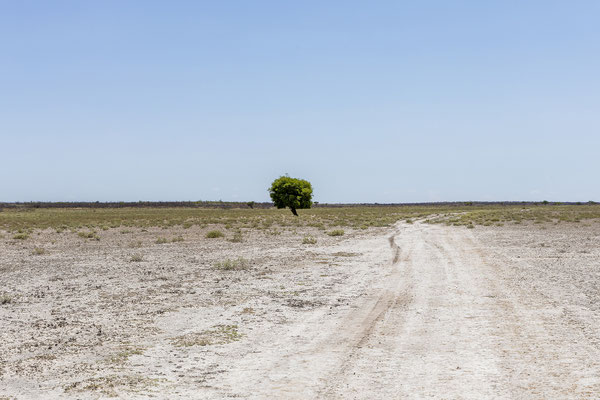 13.03. Von der Piper Pan ...