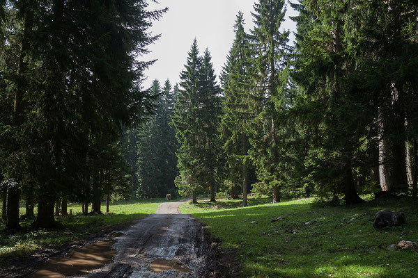 10.9. Wir machen uns durch den Durmitor Nationalpark auf in Richting Piva. Dabei handelt es sich um rund die halbe Strecke der als Durmitor Ring bekannten Rundfahrt von Žabljak nach Piva und retour. 