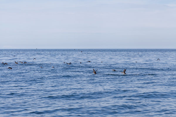 30.07.  Special Tours Whalewatching: Papageientaucher