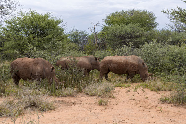 25.03. Waterberg Wilderness: Breitmaul - Nashorn (Ceratotherium simum)