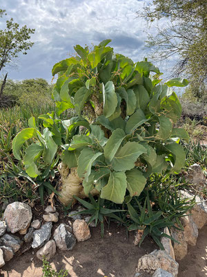 24.03. Hoba Meteorit: Cyphostemma sp.