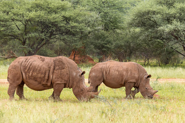 25.03. Waterberg Wilderness: Breitmaul - Nashorn (Ceratotherium simum)