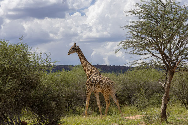 25.03. Um 16:00 starten wir zum Rhino Drive.